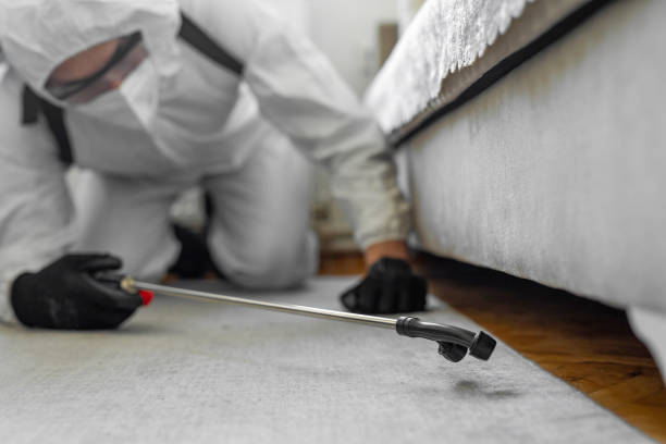 Professional Bed Bug Control technician working in East Brooklyn, CT